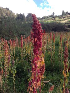 quinoa growing