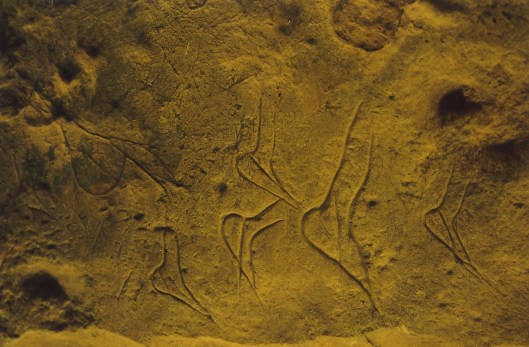 buttock shapes Fonte de Gaume